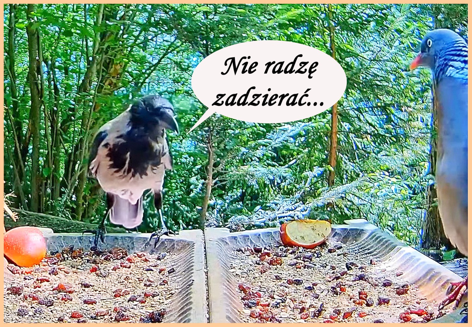 livebirdspoland_df91240986d2ef9f8f1bf7d133315c03.jpg