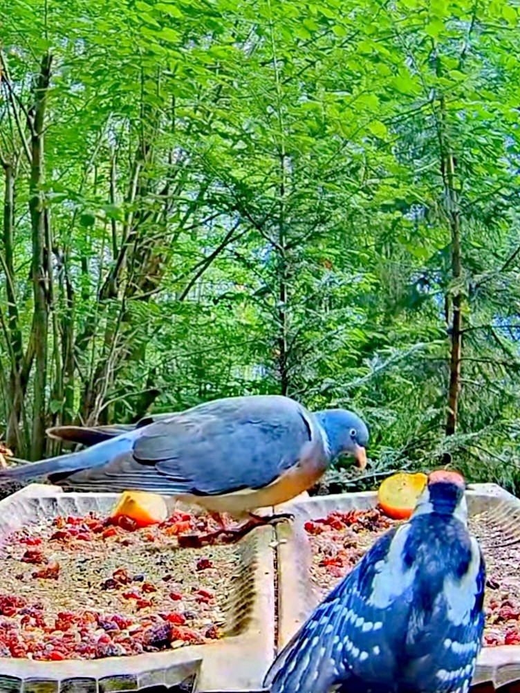 livebirdspoland_3c384afa60d32d605a02783392357f5a.jpg