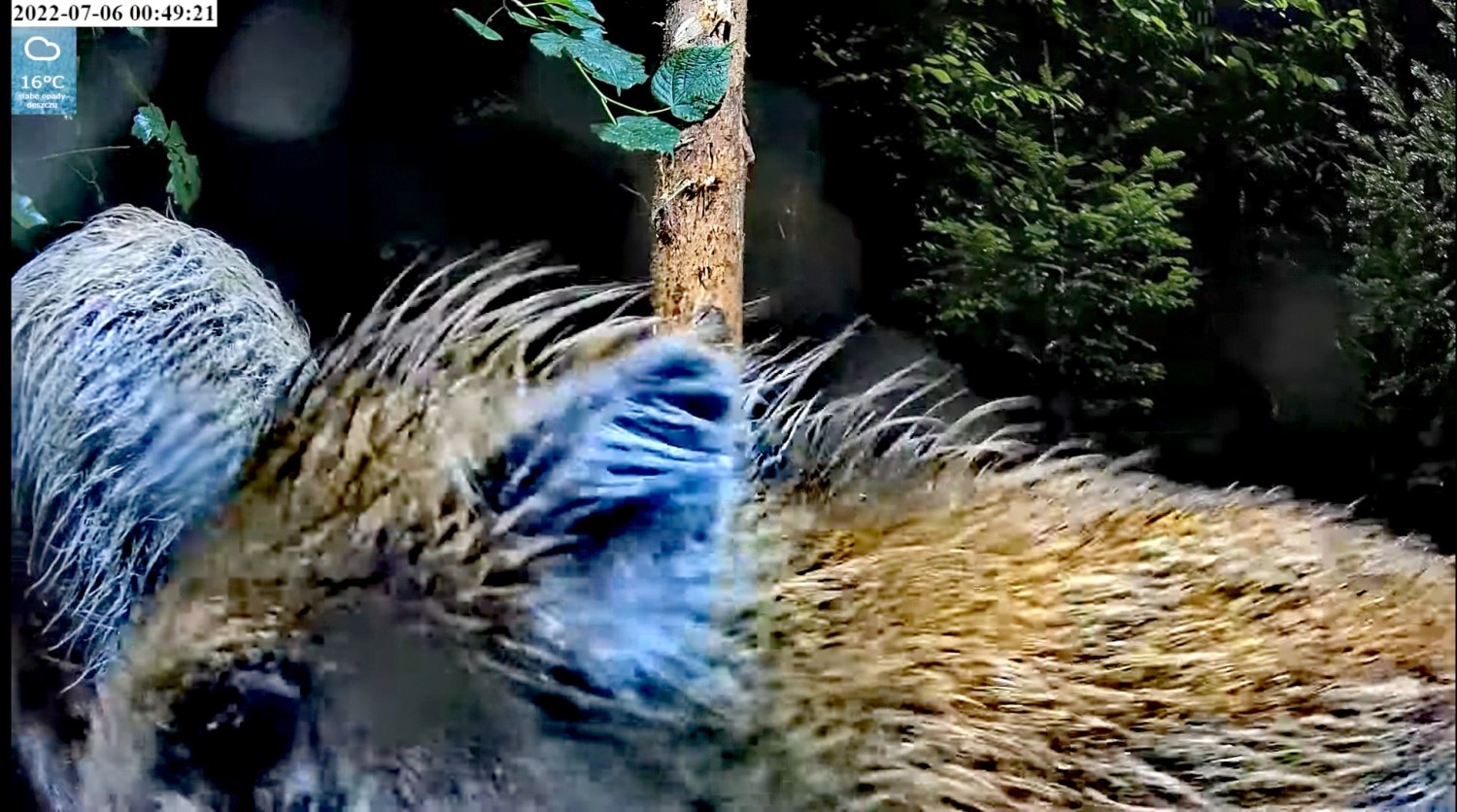 livebirdspoland_fcd1173dda45bfe0949fa179c0d80941.jpg