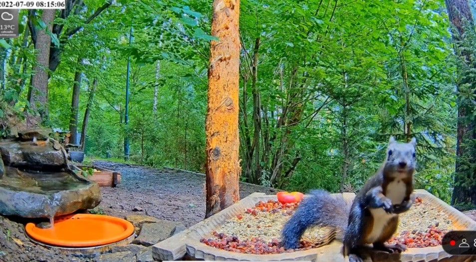 livebirdspoland_c31fa00ebc841dc05916d8d641ae201f.jpg