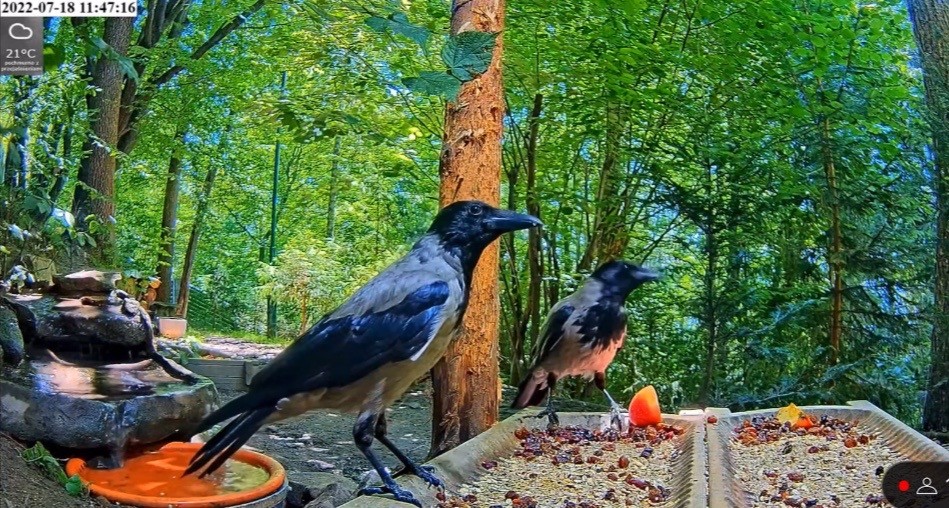 livebirdspoland_c66c8078b03cf6eed5d6c86aeca3c731.jpg