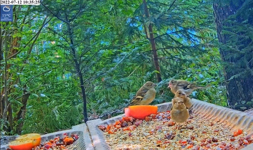 livebirdspoland_0aef31c9cbec6bbf52e1ee8c60eac37c.jpg