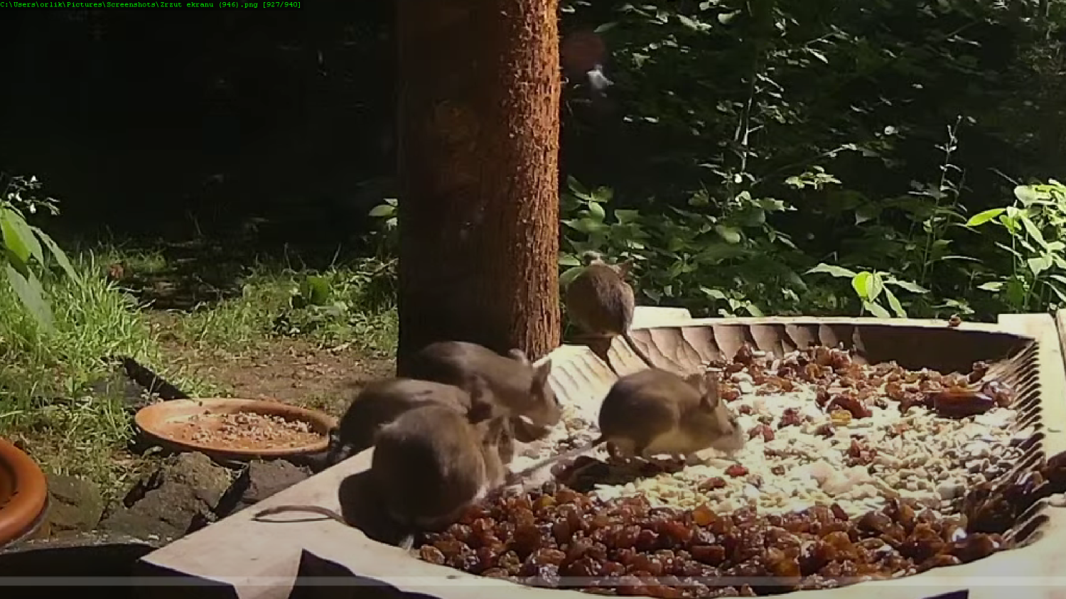 livebirdspoland_6e3f912b0cb8386f261b1e5400e49d24.png