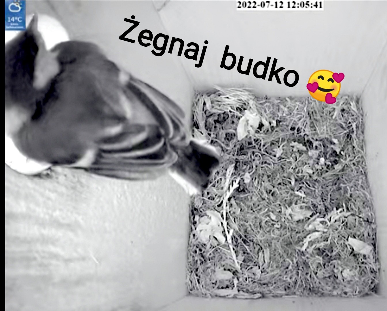 livebirdspoland_830249bd9ecbda68876f5deb1bc6606f.jpg