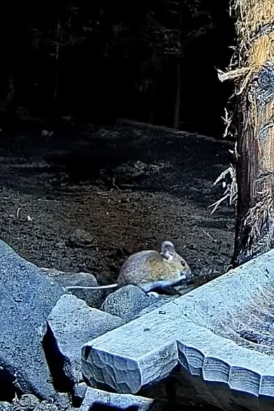 livebirdspoland_995edebdfe36772164dcb1063191c764.jpg