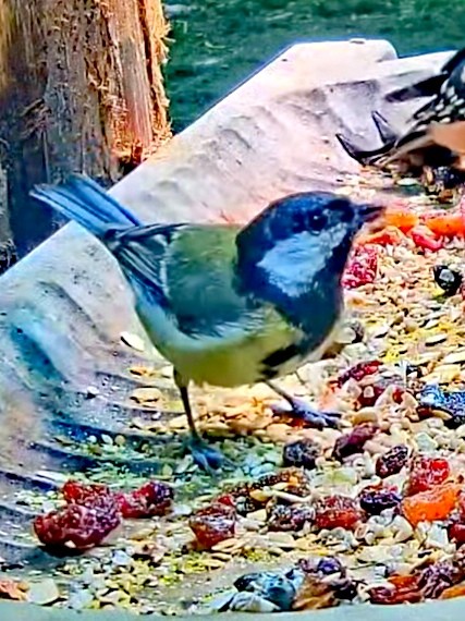 livebirdspoland_0ccaa098520ff91f144f7f88c3d5ff6e.jpg