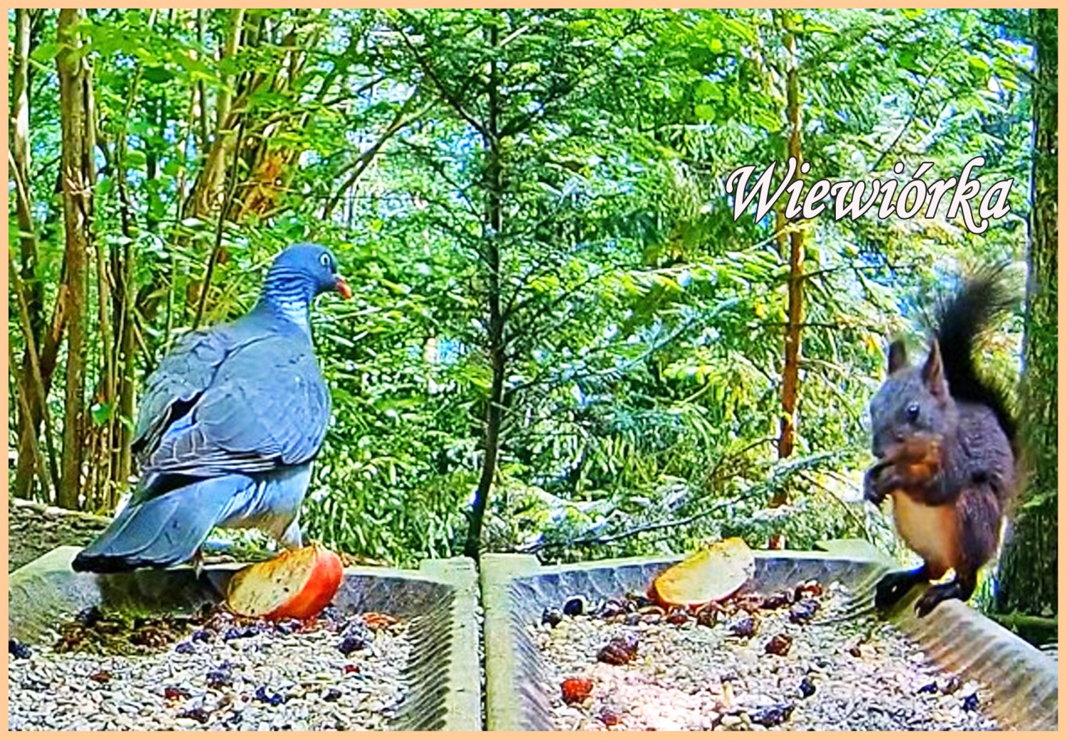 livebirdspoland_7fb078cea59c12547c44cb5647f122a8.jpg