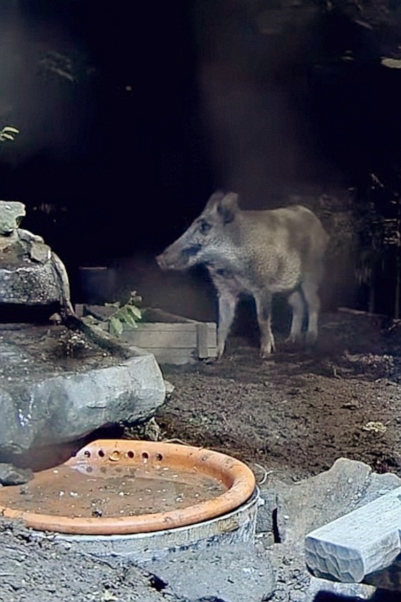 livebirdspoland_d4460afb129293727486b925bc0f1d7b.jpg