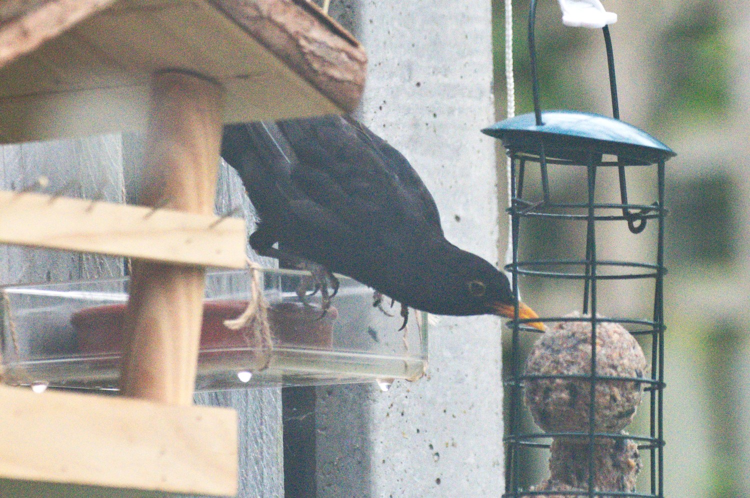 livebirdspoland_dade553e8a5f186c86e4df38c739a35b.jpg
