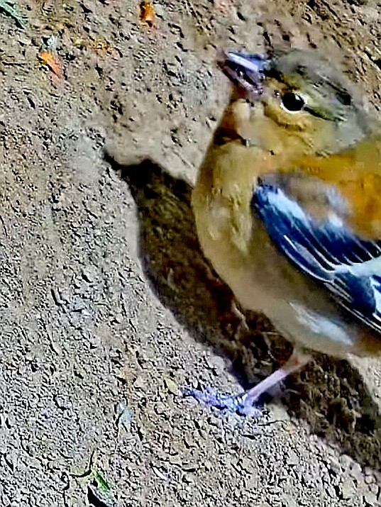 livebirdspoland_803a97acc1bbaecd6f7966cc676ea8ea.jpg