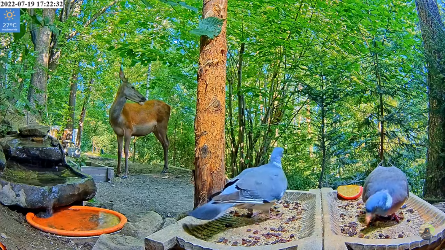 livebirdspoland_a8d5a063c20da7e22ba3517f9323b8b2 (1).png