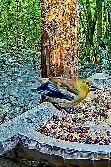 livebirdspoland_49f99057979806a9f241a17eb73986ea.jpg