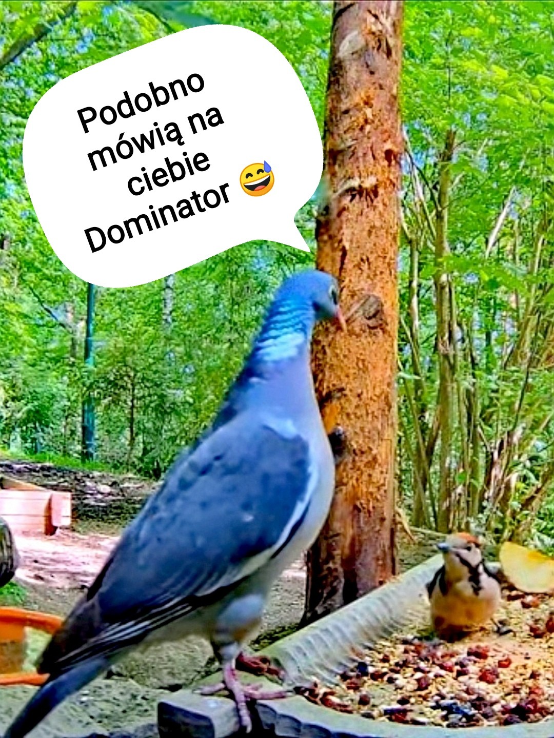 livebirdspoland_3d7461ba56f4eef48b178f223d77bcae.jpg