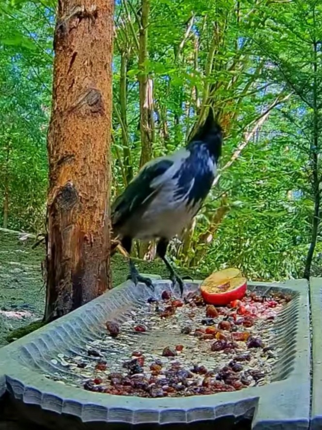 livebirdspoland_64e4e0b1ebdf84e5f5af0b64f31b1eeb.jpg