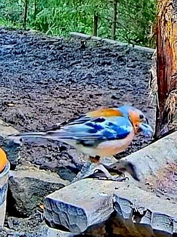 livebirdspoland_716c6238d2a8c5839db7d9891e3132a7.jpg
