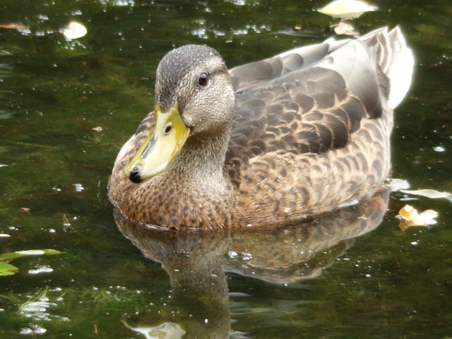 livebirdspoland_2c057c0a4ea3e8788dd107a6e4a563e3.jpg