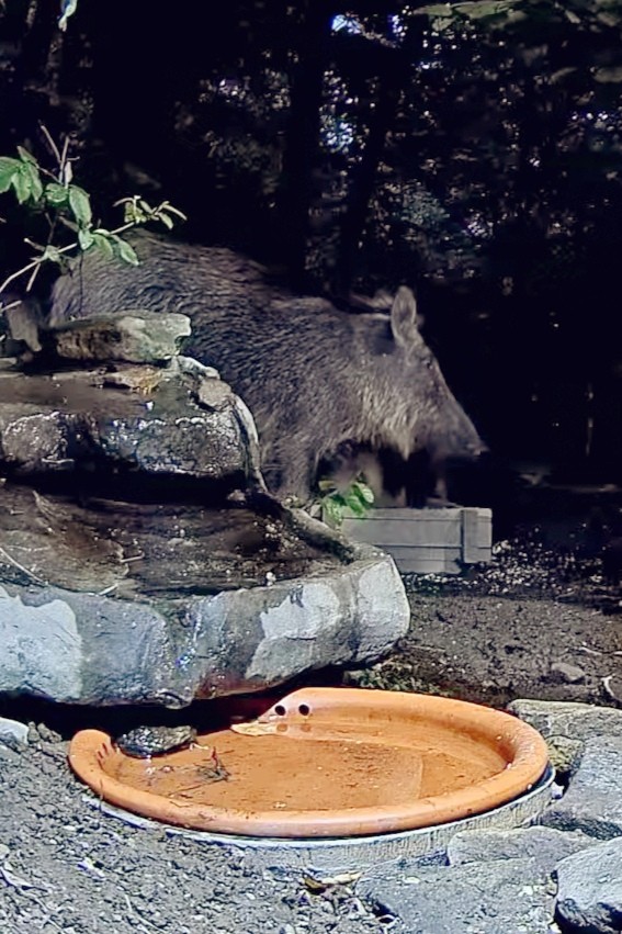livebirdspoland_f8a7e430a3925da9031f35effcd7b51f.jpg