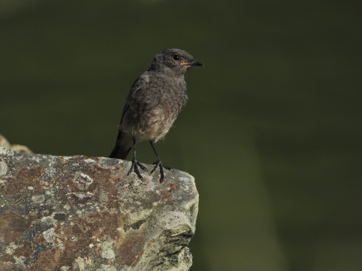 livebirdspoland_a1e52f36551994997be854c108a7c73d.jpg
