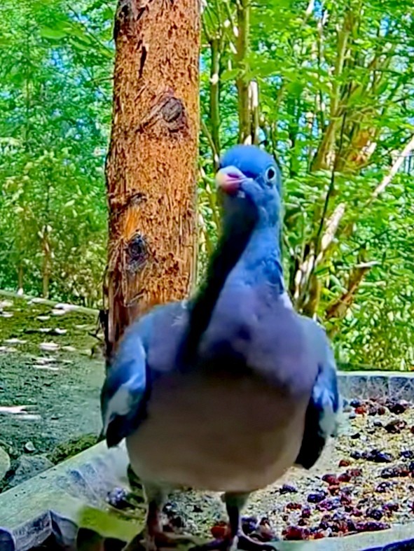 livebirdspoland_e462ccad1aaa0df01f5cc06a18ce9118.jpg