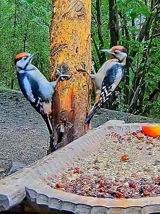 livebirdspoland_94dc91143c9776b37bd9cfbef2e56583.jpg