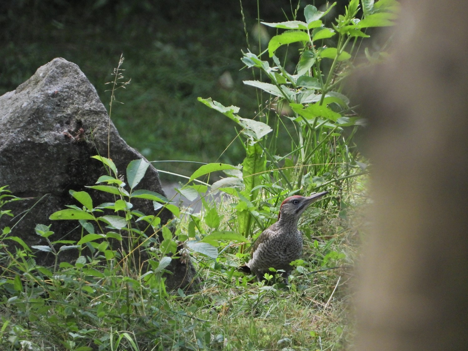 livebirdspoland_b9f9ff092e3e8ef45b042d78d0a7a0a0.jpg