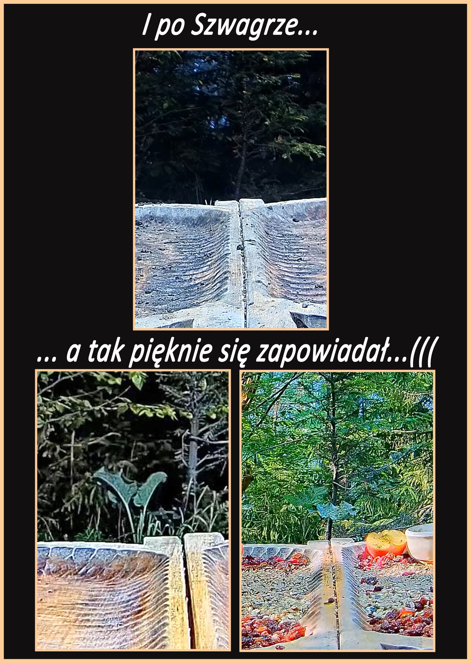 livebirdspoland_901d72371c3126db648e2e21d667040e.jpg
