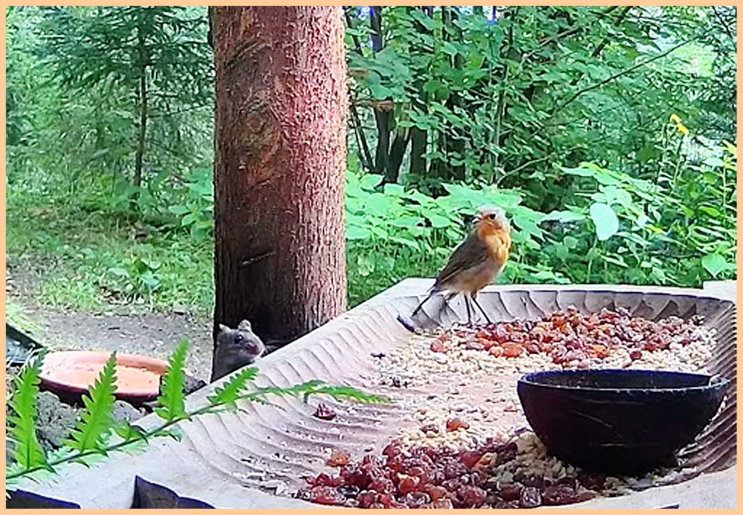 livebirdspoland_25eb8c89f6cc1919f62602798ca6c92a.jpg