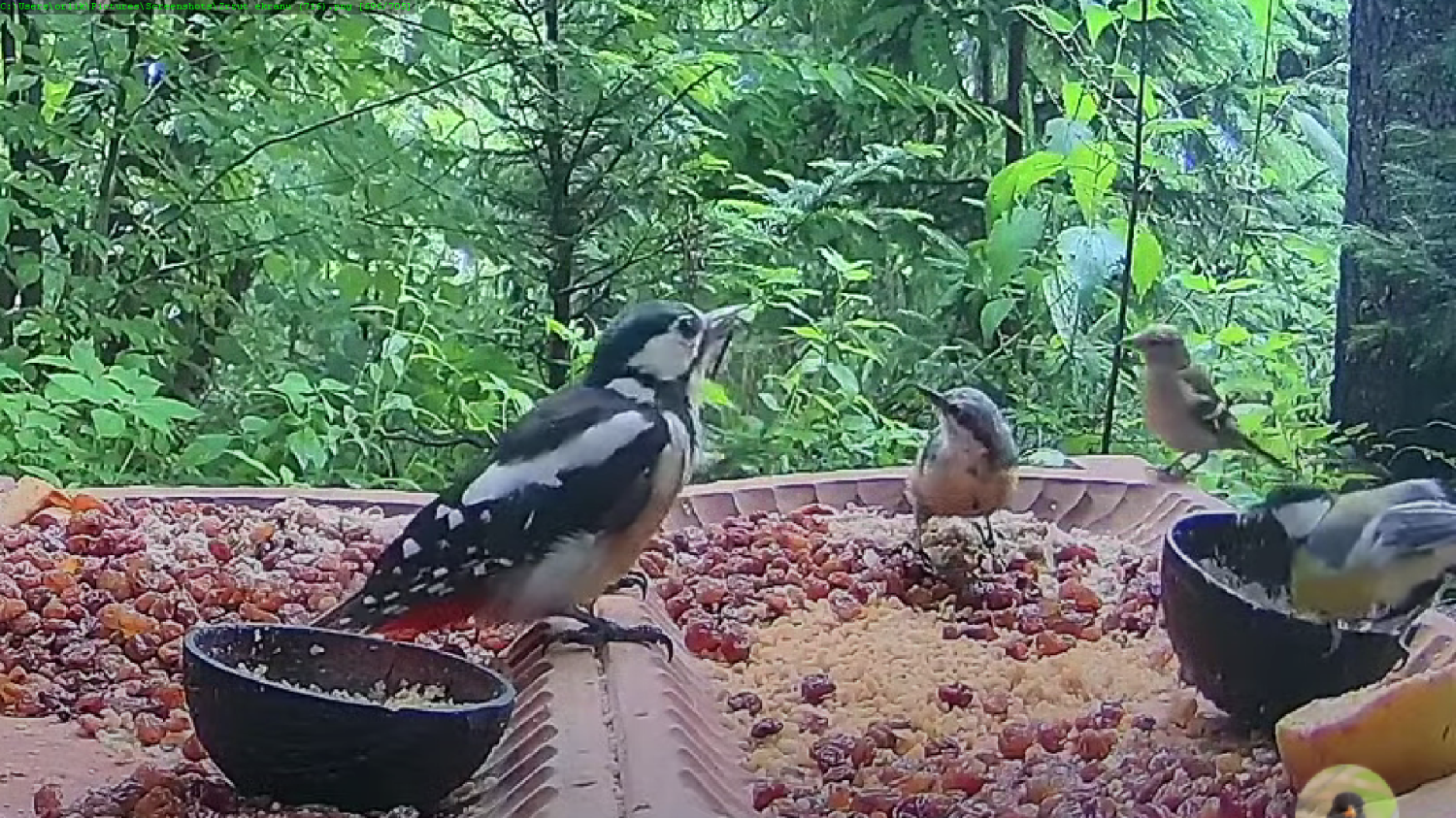 livebirdspoland_033f7f77eba763257955429512b548e0.png