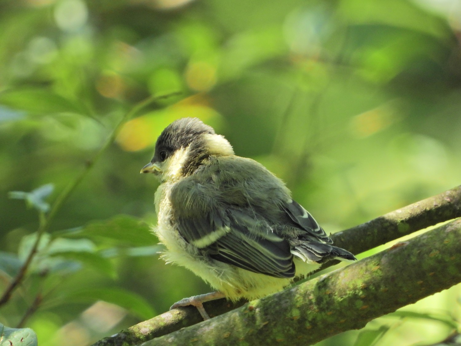 livebirdspoland_dbcf0cd4239e72a2e0ea37a205bca228.jpg