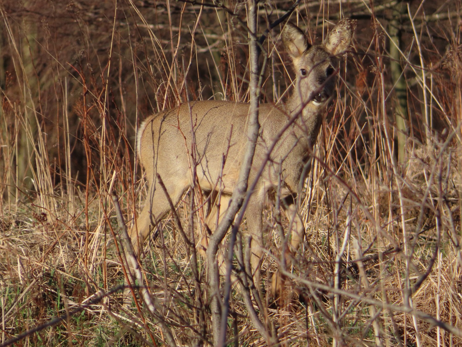 livebirdspoland_62e870a03771205b80908a5d559bc437.jpg