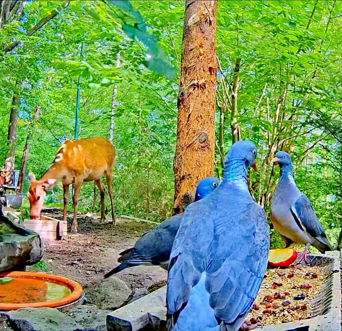 livebirdspoland_3b9660eb1e617b0890b4d7ecd70fbbd4.jpg
