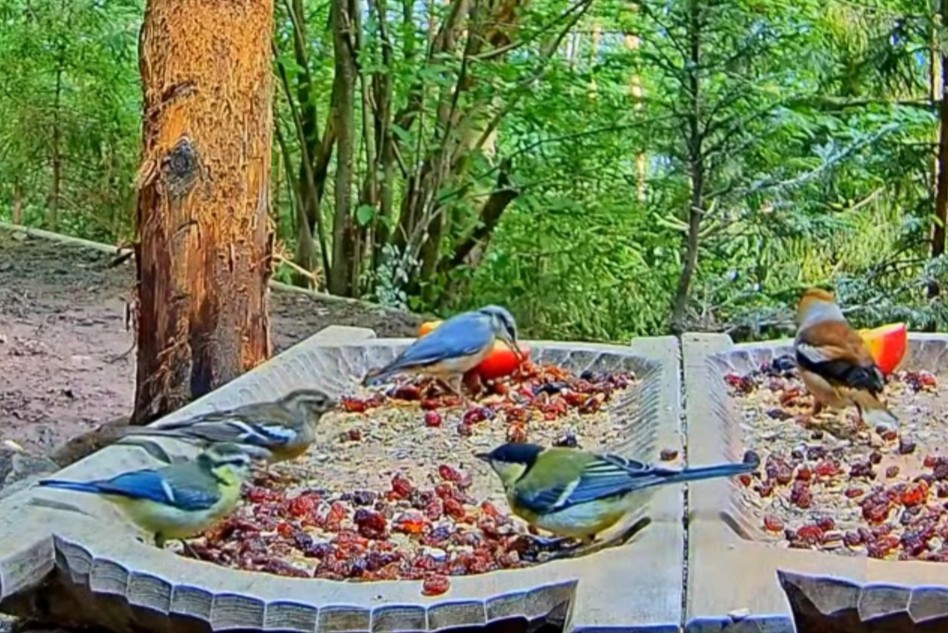 livebirdspoland_1b76595e35b21e1fdd30e9c7e16f386a.jpg