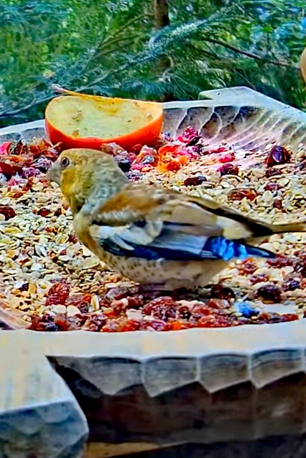 livebirdspoland_253c890add7aa5033838fadd0e67c001.jpg