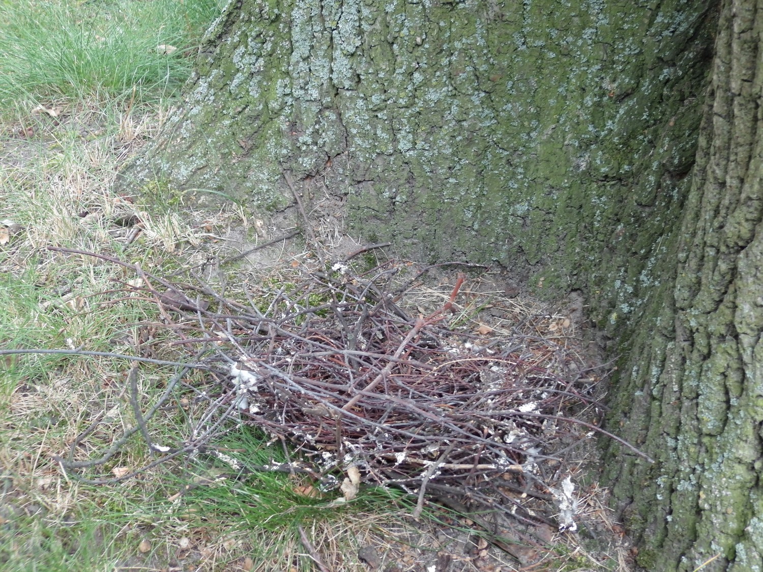 livebirdspoland_cc5e7809a9b0e8c5f775f42da768ed3f.jpg