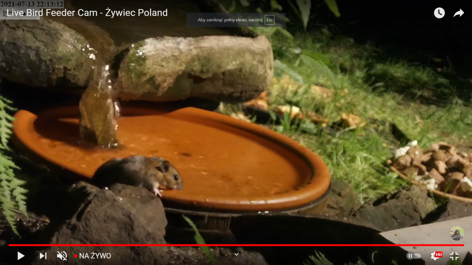livebirdspoland_a8e423f6fdf7feefc9375a2aeeb2156a.png