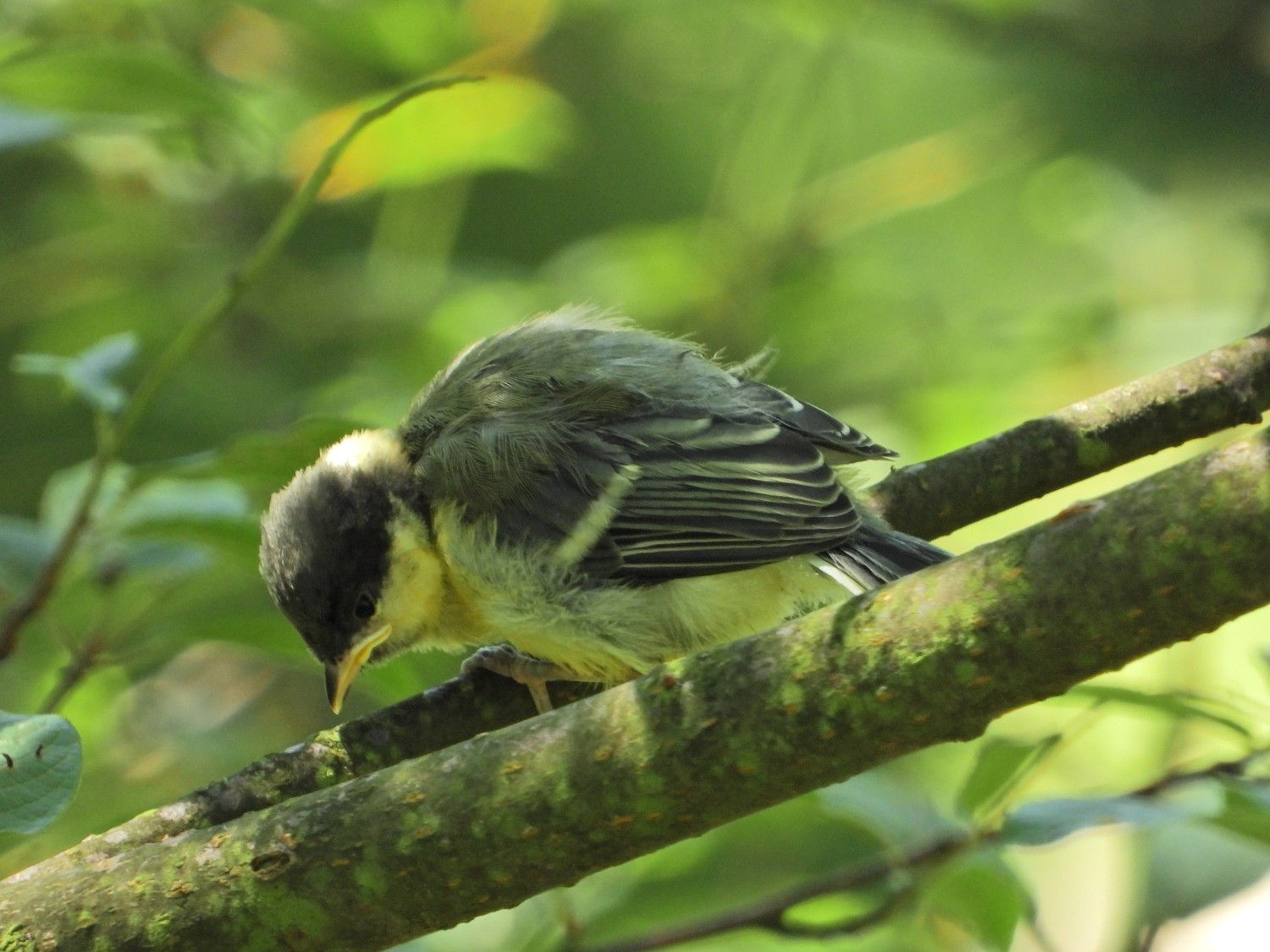 livebirdspoland_4d4fb287bc13fab78f9c397a1c47f3fa.jpg