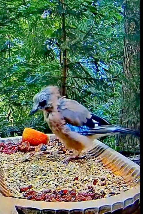 livebirdspoland_40a092e1e9dbed6cf269324966e77202.jpg