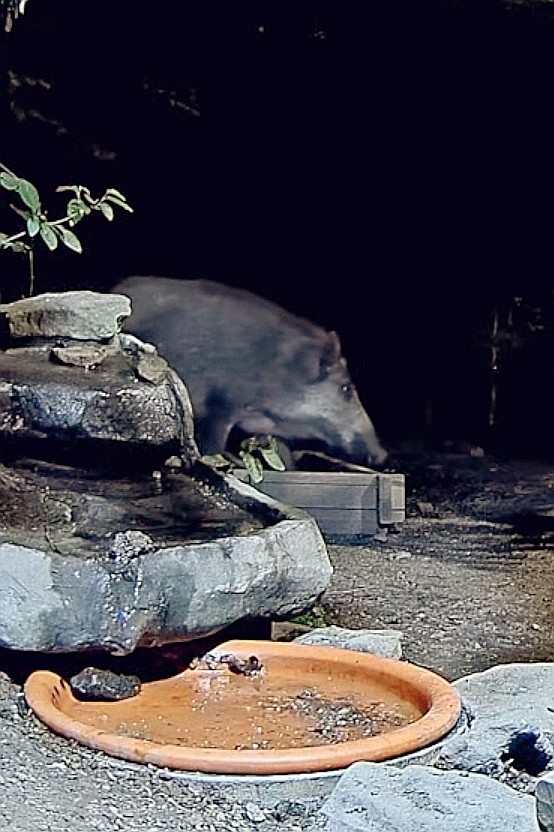 livebirdspoland_2808c6e8c23fb8793abed1753d1d525b.jpg