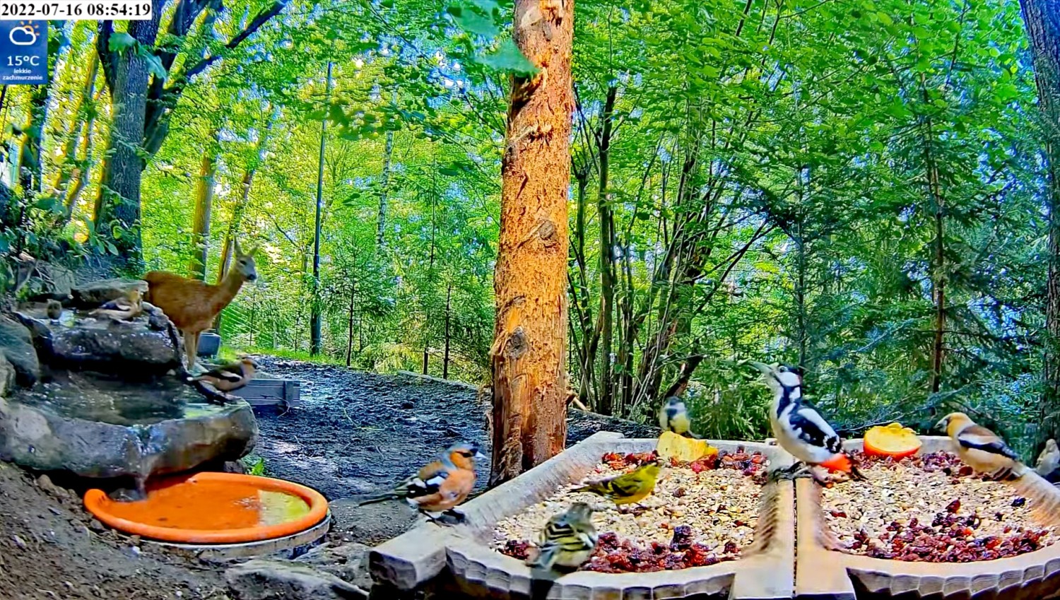 livebirdspoland_5ba745d49856eafc25720ea52340f1eb.jpg