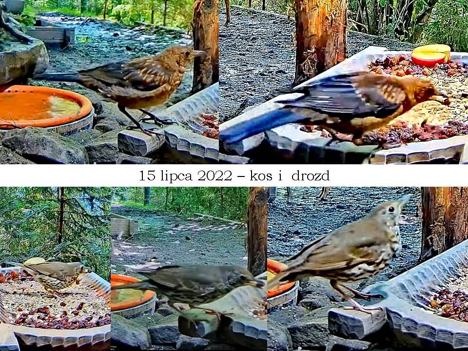 livebirdspoland_5c8fc3d65a6665d8de232a2894e52b19.jpg