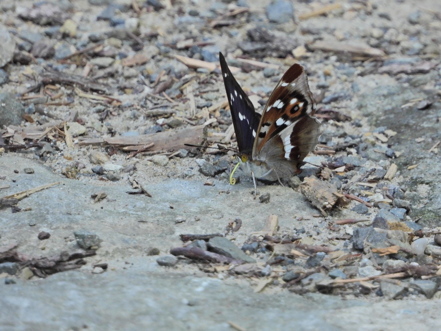livebirdspoland_f5cb2fc66e8df02d44b2d94bcb9f107d.jpg
