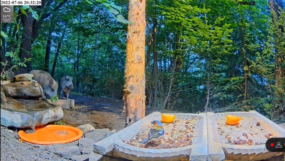 livebirdspoland_b1226483458e9d6adbd6d86d68f27140.jpg