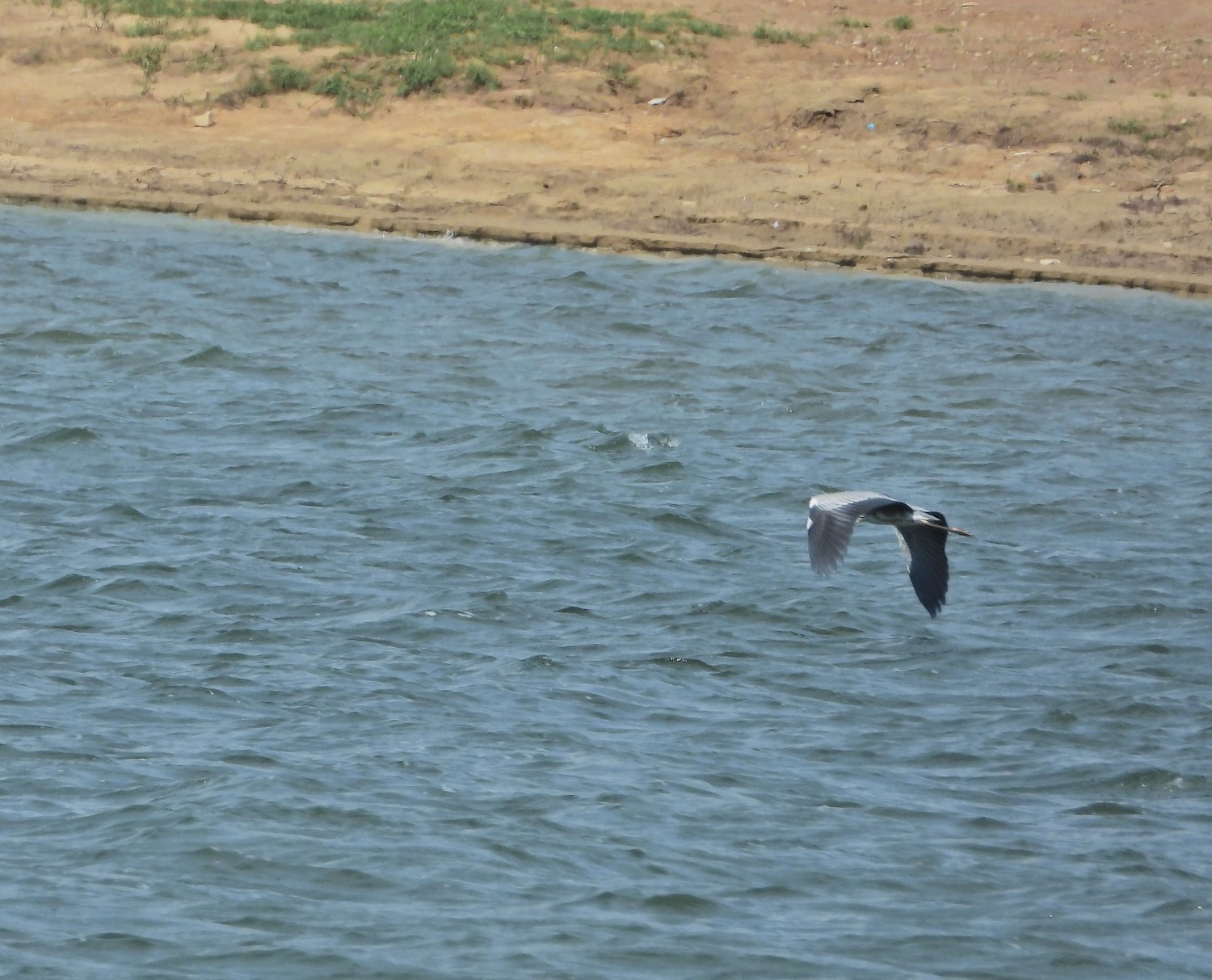 livebirdspoland_2ae03b123b833bae982e3804b7518155.jpg