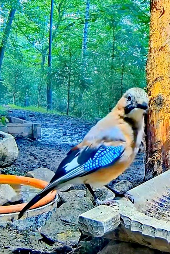 livebirdspoland_debc79701c012e878d8e36c168ea6f1f.jpg
