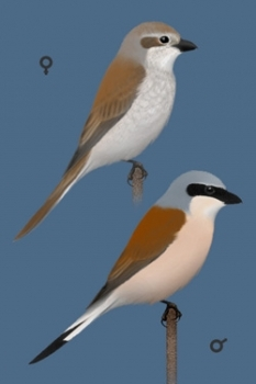 livebirdspoland_df1660383efa952e737fce5f1edb6e66.png