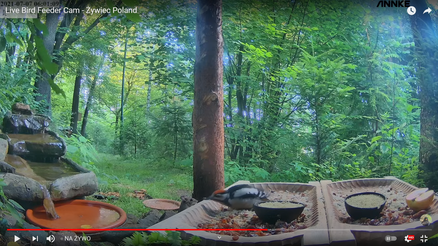 livebirdspoland_6432b356f0fe69bf19aa575f6c3517de.png