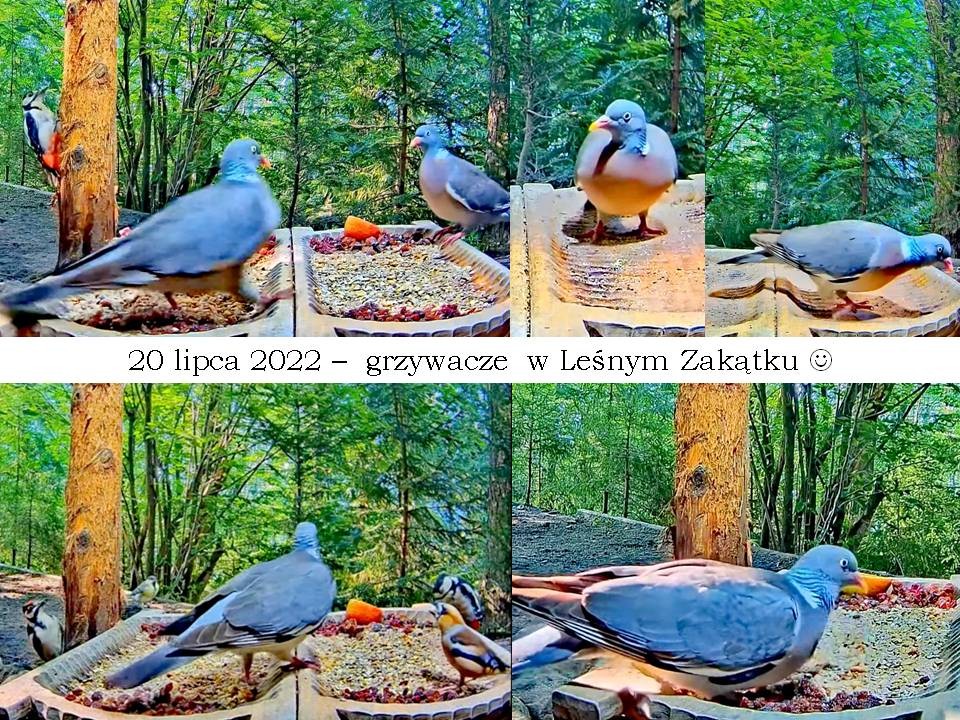 livebirdspoland_02097bcb8ac261dfec6e6589ac435edd.jpg