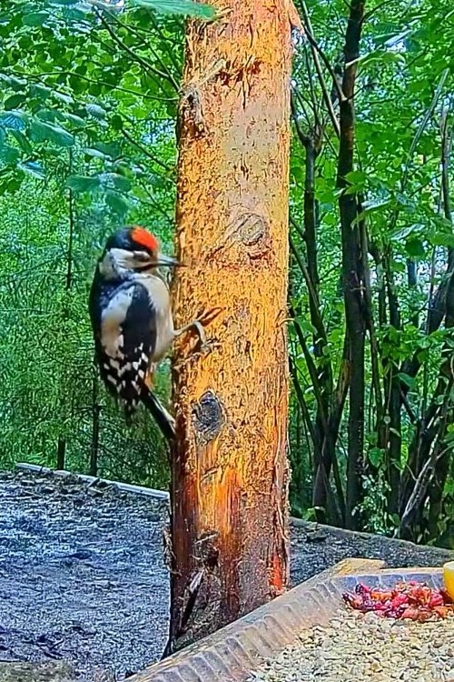 livebirdspoland_16ebd7b93280bb2bf29fc1db2d9830c0.jpg