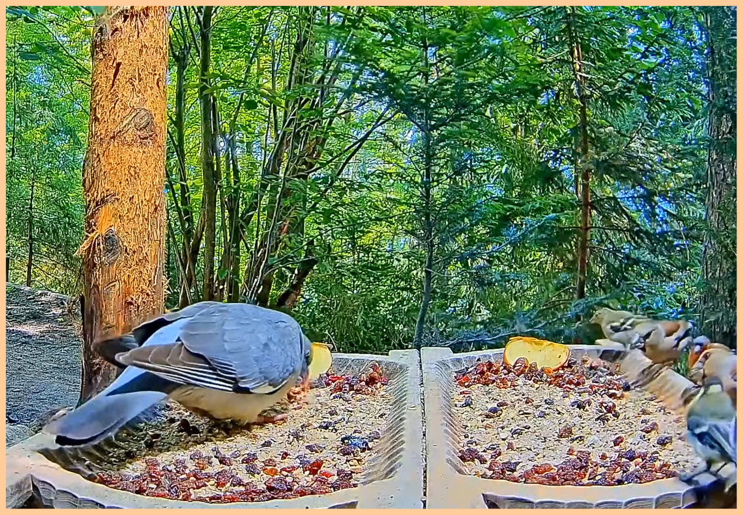 livebirdspoland_579af09d3af0958c8ea441349313e4b8.jpg