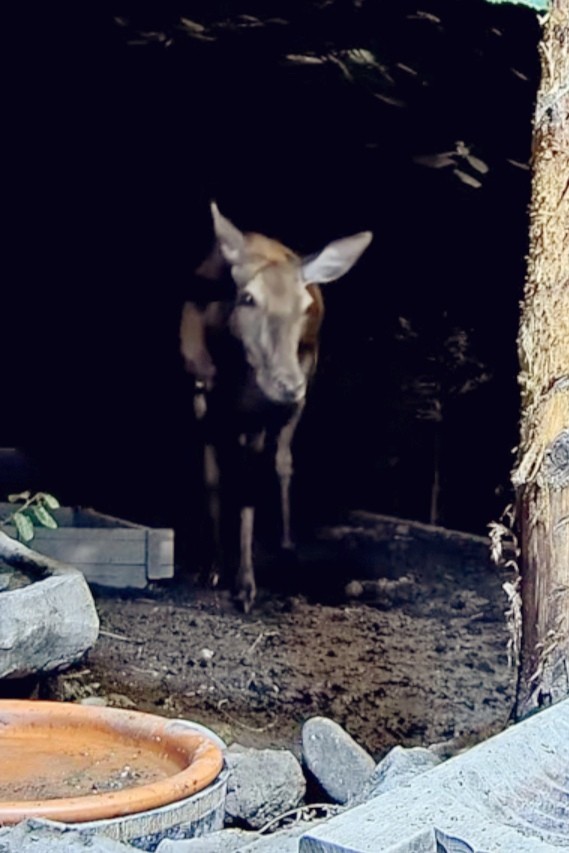 livebirdspoland_3f95a3b0e09d72b6abb78c6ccd14b3b6.jpg